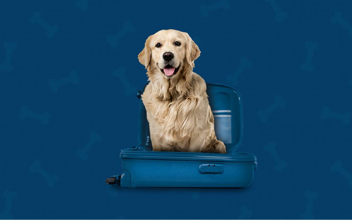 Somos pet friendly Hotel ILUNION Islantilla Huelva Somos pet friendly Hotel ILUNION Islantilla Huelva
